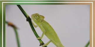 Коллекция рептилий зоопарка Шымкента пополнилась новыми обитателями