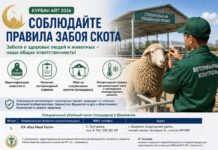 В Шымкенте еще раз напомнили правила забоя скота в дни Курбан айта Правила забоя скота на Курбан Айт