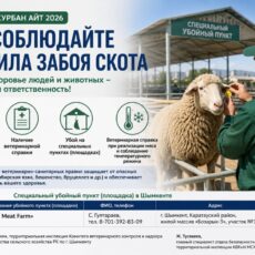 В Шымкенте еще раз напомнили правила забоя скота в дни Курбан айта Правила забоя скота на Курбан Айт
