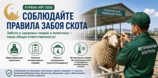 В Шымкенте еще раз напомнили правила забоя скота в дни Курбан айта Правила забоя скота на Курбан Айт