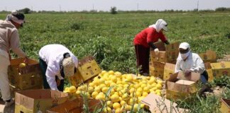 65 тонн дыни собрали фермеры Жетысайского района