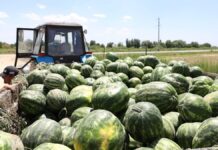 Аграрии Туркестанской области начали сбор первого урожая арбузов