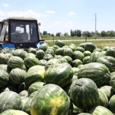 Аграрии Туркестанской области начали сбор первого урожая арбузов