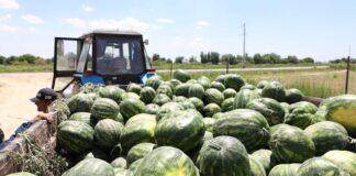 Аграрии Туркестанской области начали сбор первого урожая арбузов