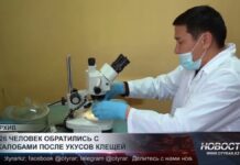 326 человек обратились с жалобами после укусов клещей