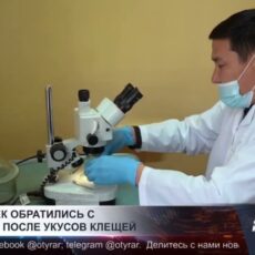 326 человек обратились с жалобами после укусов клещей