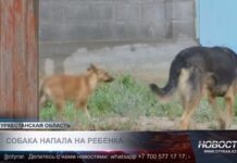Пятилетняя девочка получила тяжёлые травмы после укусов собаки