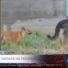 Пятилетняя девочка получила тяжёлые травмы после укусов собаки