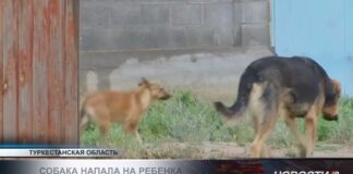 Пятилетняя девочка получила тяжёлые травмы после укусов собаки