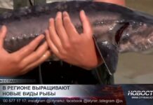 Осетра и форель выращивают в горах Туркестанской области