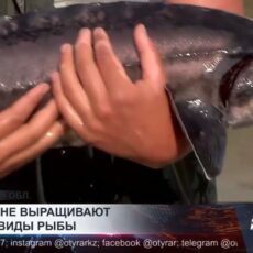 Осетра и форель выращивают в горах Туркестанской области