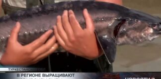 Осетра и форель выращивают в горах Туркестанской области