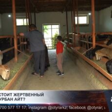 Сколько стоит жертвенный скот на Курбан айт?
