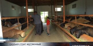 Сколько стоит жертвенный скот на Курбан айт?