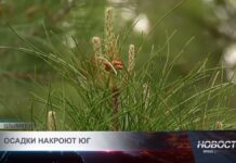 Жара до +30 в Шымкенте сменится дождями и грозами уже к выходным