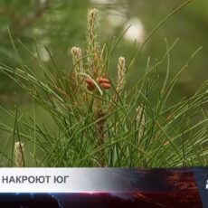 Жара до +30 в Шымкенте сменится дождями и грозами уже к выходным