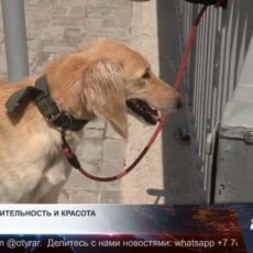 Казахские борзые со всей страны собрались на чемпионате «Құмай тазы» в Шымкенте