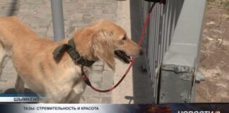 Казахские борзые со всей страны собрались на чемпионате «Құмай тазы» в Шымкенте