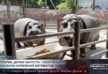В зоопарке Шымкента показали, чем ежедневно питаются бегемоты Мушкетер и Глория