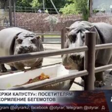 В зоопарке Шымкента показали, чем ежедневно питаются бегемоты Мушкетер и Глория