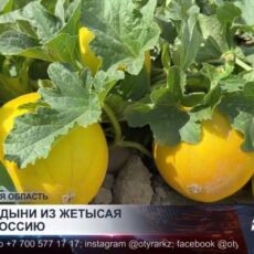 Жетысайские дехкане готовы отправить первые дыни в Россию