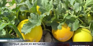 Жетысайские дехкане готовы отправить первые дыни в Россию