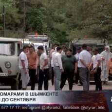 Борьба с комарами в Шымкенте: обработка продлится до сентября
