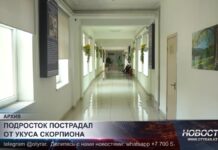 Подросток в Шымкенте попал в больницу после укуса скорпиона