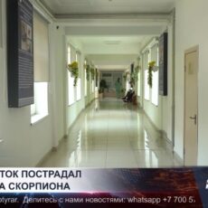 Подросток в Шымкенте попал в больницу после укуса скорпиона