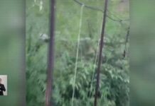 Наркоплантацию, замаскированную среди арбузов, выявили в Шымкенте