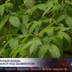 Осадки в Шымкенте не связаны с проектом искусственного дождя