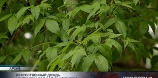 Осадки в Шымкенте не связаны с проектом искусственного дождя