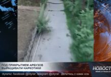 Под прикрытием арбузной бахчи в Шымкенте выращивали наркотики