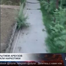 Под прикрытием арбузной бахчи в Шымкенте выращивали наркотики