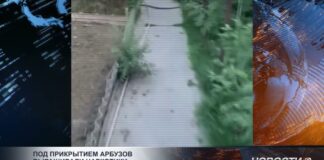 Под прикрытием арбузной бахчи в Шымкенте выращивали наркотики