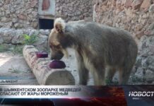 В шымкентском зоопарке медведей спасают от жары мороженым