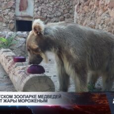 В шымкентском зоопарке медведей спасают от жары мороженым