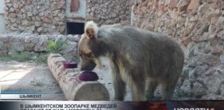 В шымкентском зоопарке медведей спасают от жары мороженым