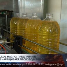 Казыгуртское масло: предприятие «Sappa 2002» наращивает производство