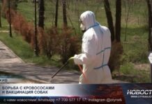 Борьба с кровососами и вакцинация собак