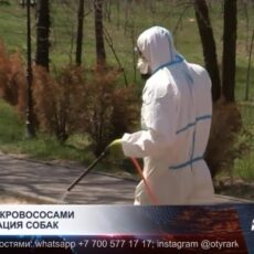 Борьба с кровососами и вакцинация собак
