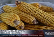 Туркестанская область: сельское хозяйство