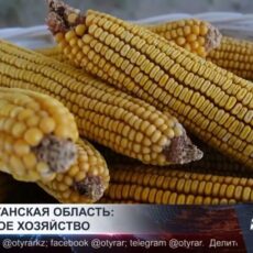 Туркестанская область: сельское хозяйство