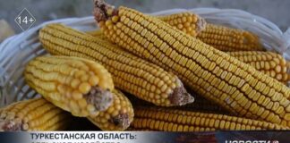 Туркестанская область: сельское хозяйство