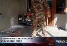 Жителям Шымкента рекомендуют соблюдать осторожность из-за увеличения числа змей