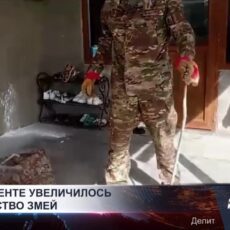 Жителям Шымкента рекомендуют соблюдать осторожность из-за увеличения числа змей