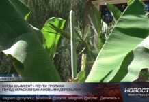 Шымкент удивляет: на городской улице растут банановые деревья