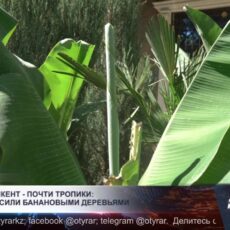 Предприниматель превратил участок в тропический уголок