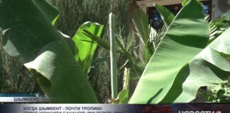 Предприниматель превратил участок в тропический уголок