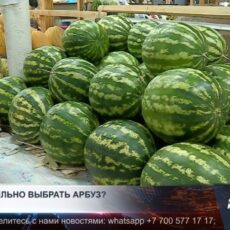 Стоит ли уже покупать арбузы?